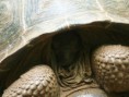 /album/fotogaleria/tortuga-escondida-jpg/